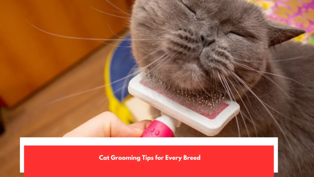 Cat Grooming Tips for Every Breed