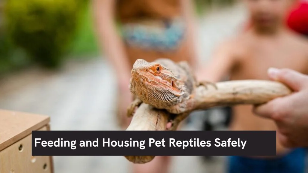 Feeding and Housing Pet Reptiles Safely