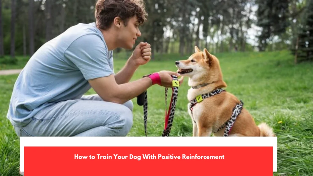 How to Train Your Dog With Positive Reinforcement