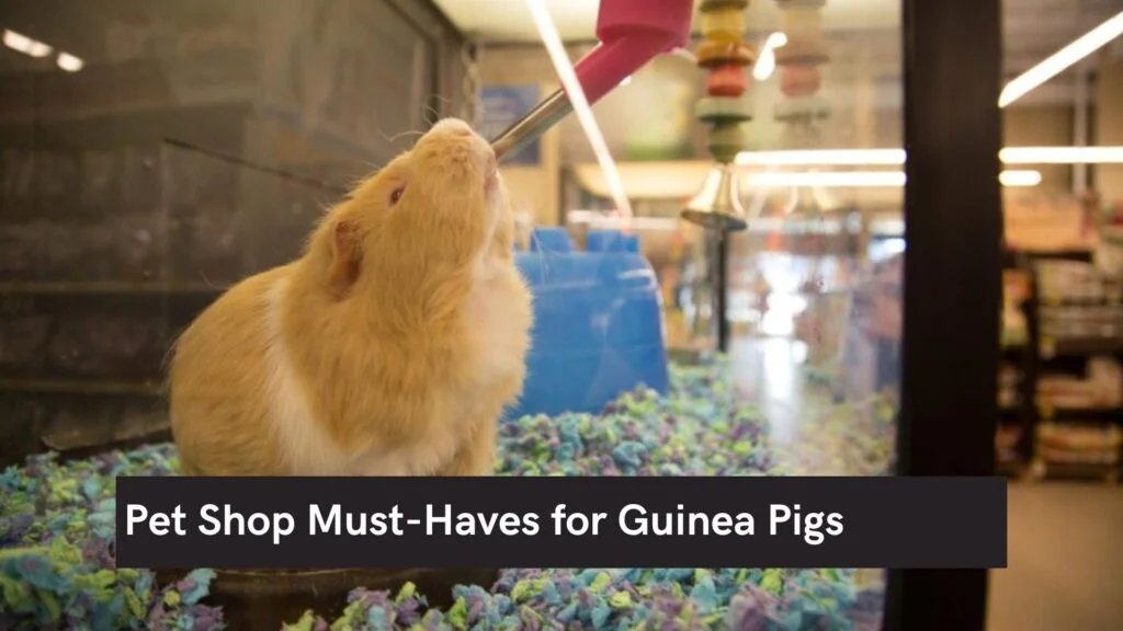 Pet Shop Must-Haves for Guinea Pigs