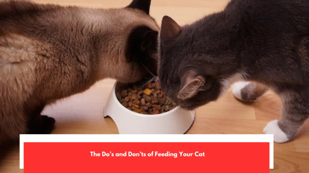 The Do’s and Don’ts of Feeding Your Cat