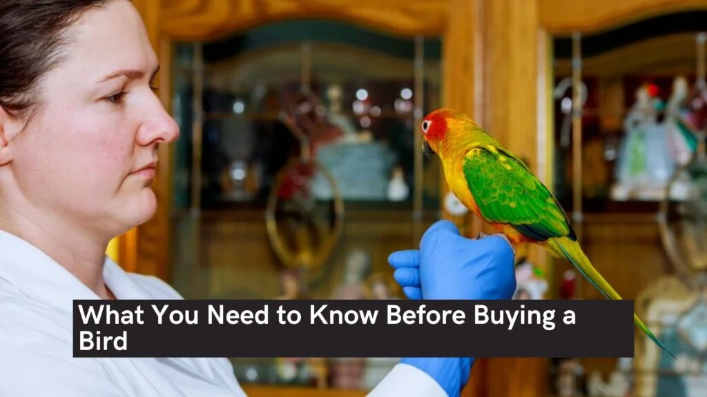 What You Need to Know Before Buying a Bird