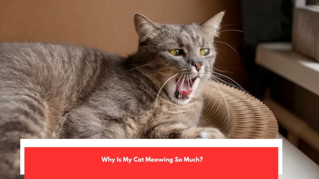 Why Is My Cat Meowing So Much?