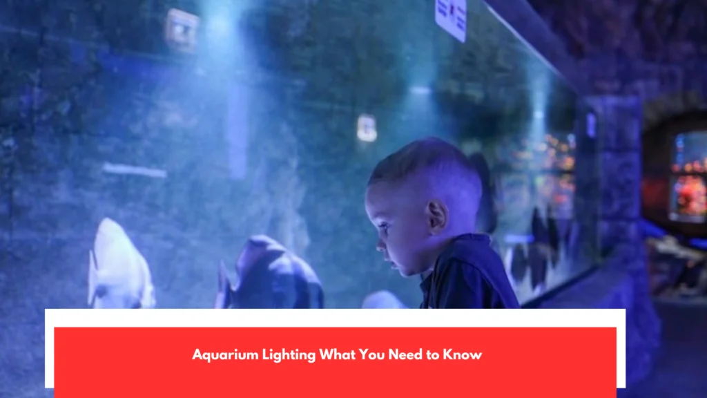 Aquarium Lighting What You Need to Know
