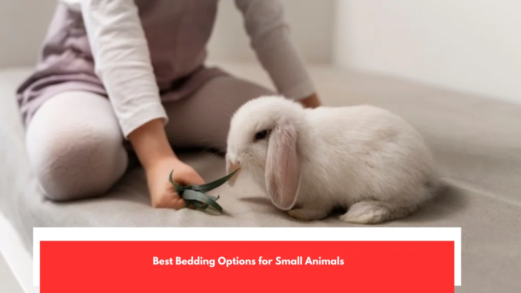 Best Bedding Options for Small Animals