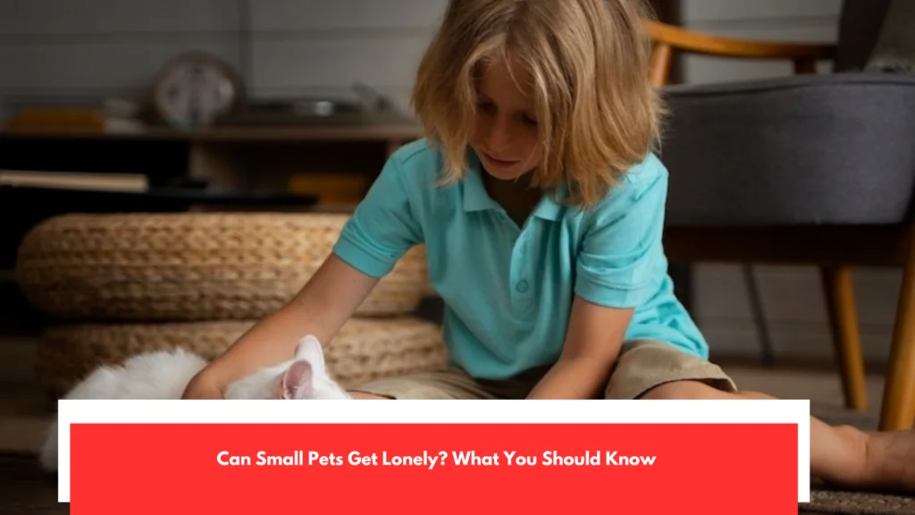 Small Pets Can Get Lonely