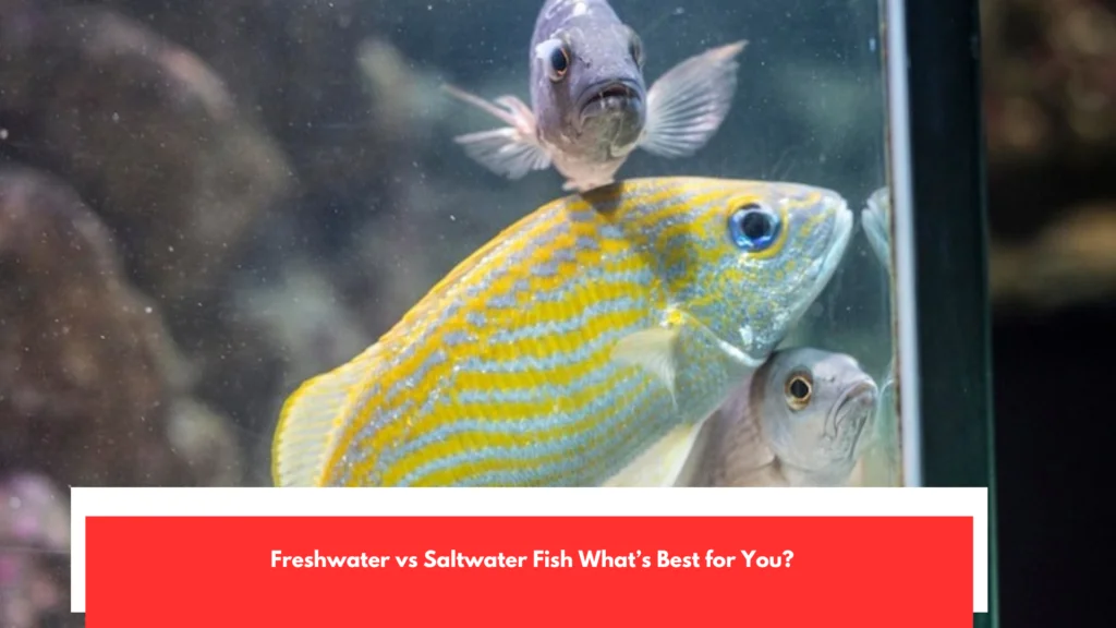 Freshwater vs Saltwater Fish What’s Best for You