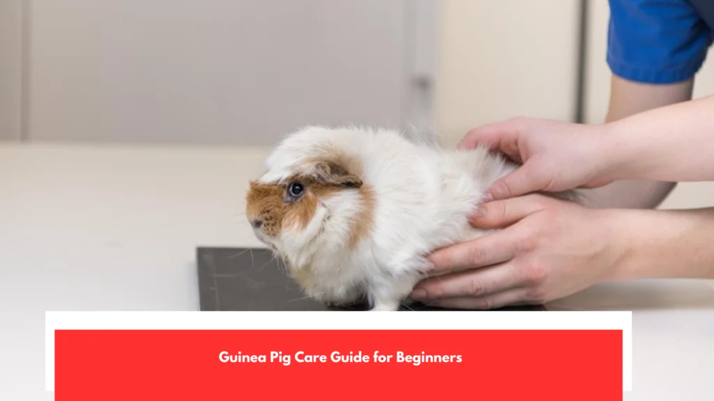 Guinea Pig Care Guide for Beginners