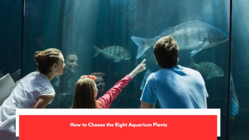 How to Choose the Right Aquarium Plants