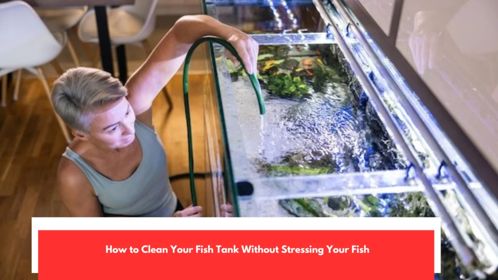 How to Clean Your Fish Tank Without Stressing Your Fish