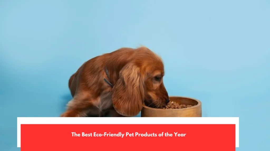 The Best Eco-Friendly Pet Products of the Year