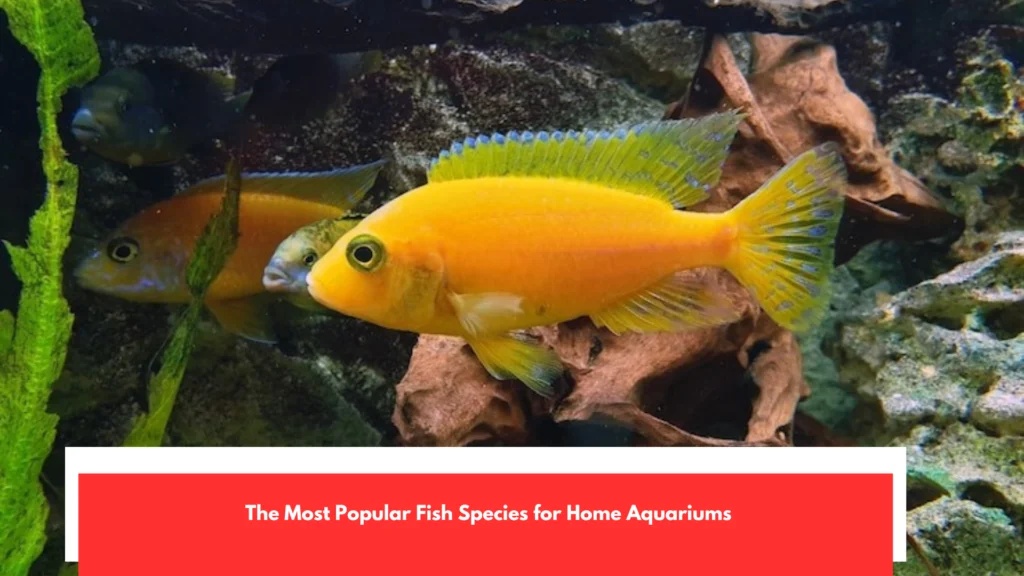The Most Popular Fish Species for Home Aquariums