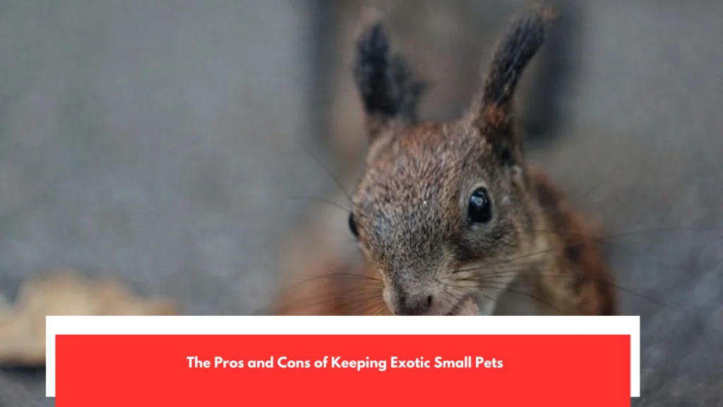 The Pros and Cons of Keeping Exotic Small Pets