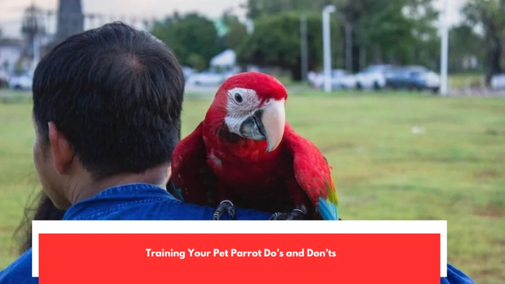 Training Your Pet Parrot Do’s and Don’ts