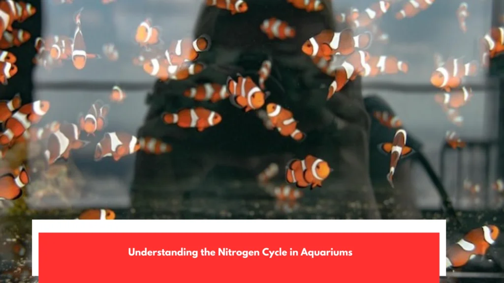 Understanding the Nitrogen Cycle in Aquariums