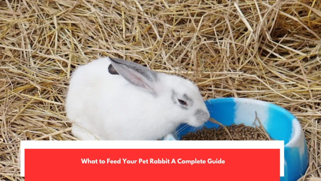 What to Feed Your Pet Rabbit A Complete Guide