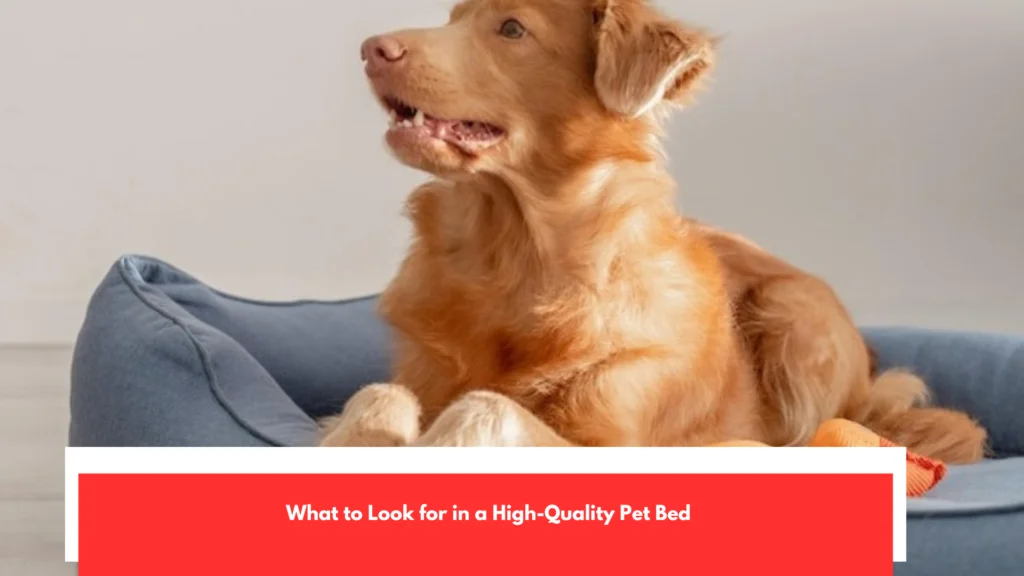 What to Look for in a High-Quality Pet Bed
